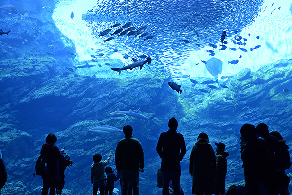 水族館、劇場、映画館など娯楽施設