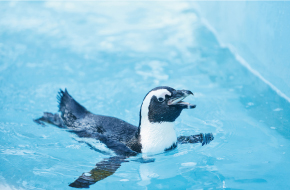 水族館・アクアリウム